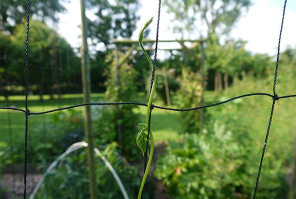 Stokboonplantje klimt omhoog