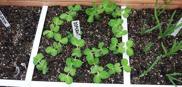 De plantjes beginnen te groeien