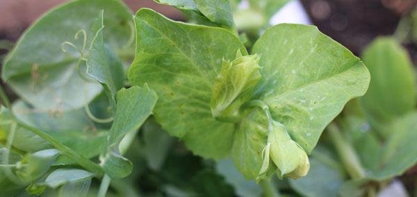 Bloemknoppen van de wintererwt