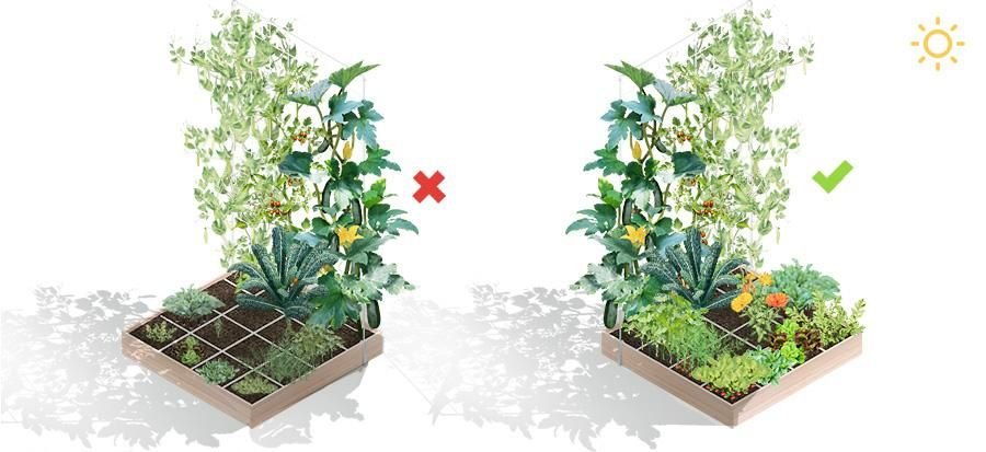 Plaats je moestuinbak zó dat je planten nooit in elkaars schaduw staan.