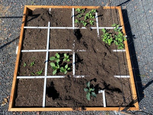 Omgewoelde moestuinbak door katten