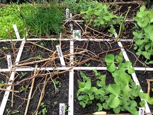 Leg takken op de lege ruimtes in een moestuinbak om katten te weren