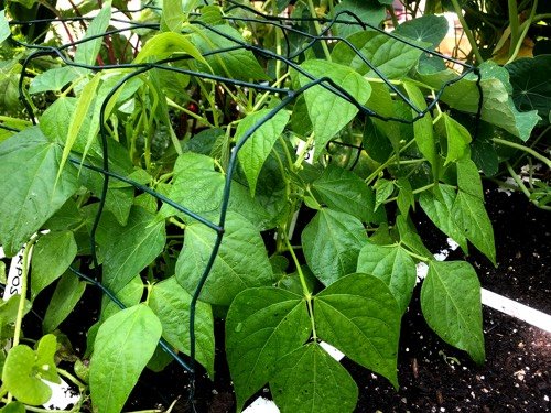 Plantensteun van tuingaas om katten te weren uit moestuinbak