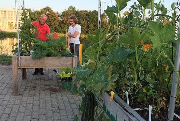 Robbin in de buurttuin van Appingedam