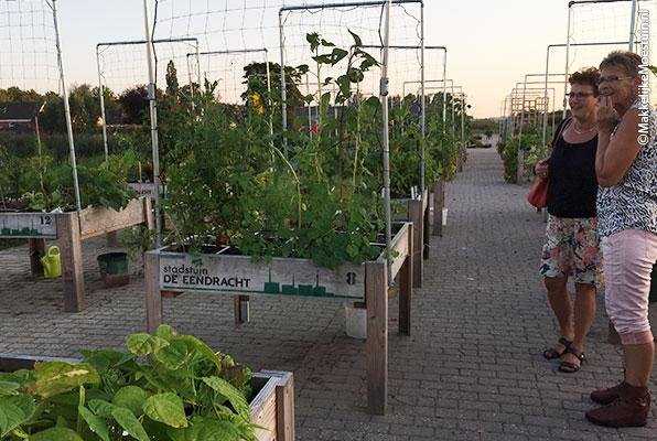 Moestuinproject met rijen Makkelijke Moestuinbakken