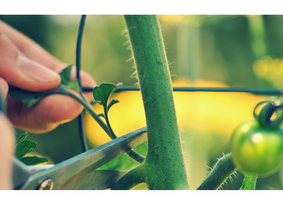 Hoe je tomaten moet dieven laat de Makkelijke Moestuin app je zien