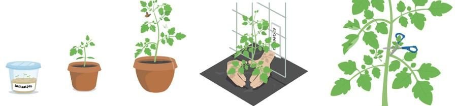 Stadia tomaat in Makkelijke Moestuin app