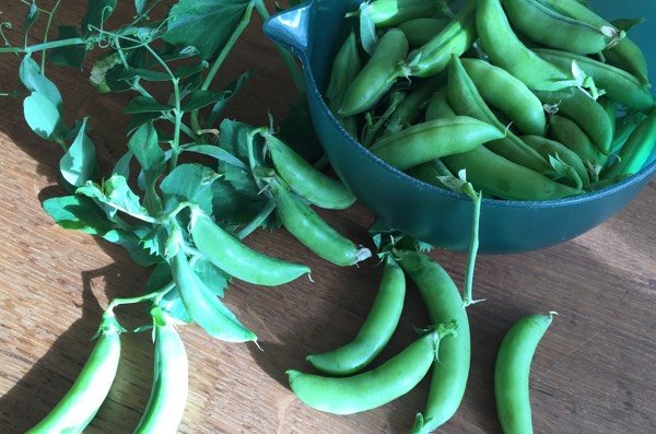 Sugarsnaps uit de Makkelijke Moestuin