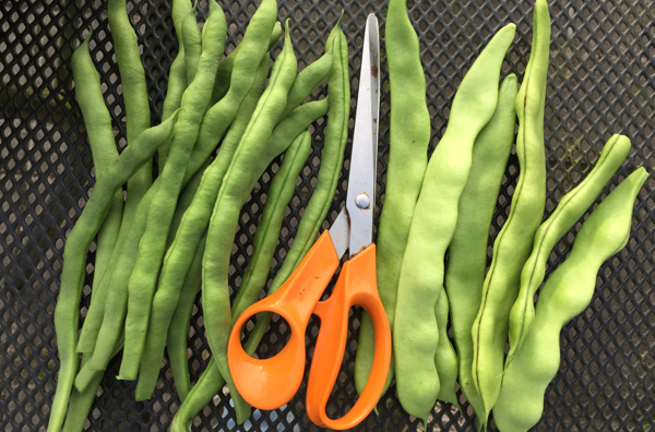 Stokbonen in de Makkelijke Moestuin: spekbonen en snijbonen
