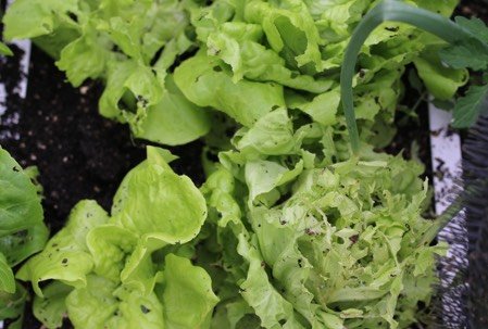 Door slakken aangevreten sla in moestuinbak met slakkenborstel