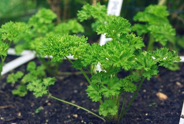 Peterselie zet je als plantje in je Makkelijke Moestuinbak