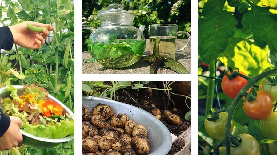 Gevarieerd oogsten uit de Makkelijke Moestuin: net wat je voor je maaltijd nodig hebt