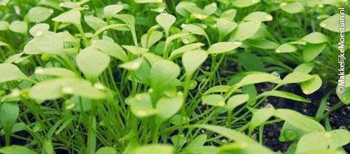 Kleine plantjes