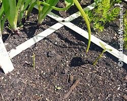 Verdwenen plantjes