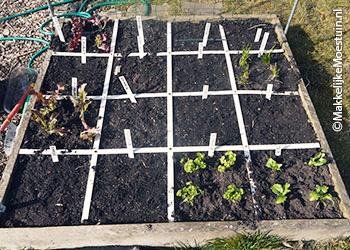 Ingezaaide en beplante moestuinbak