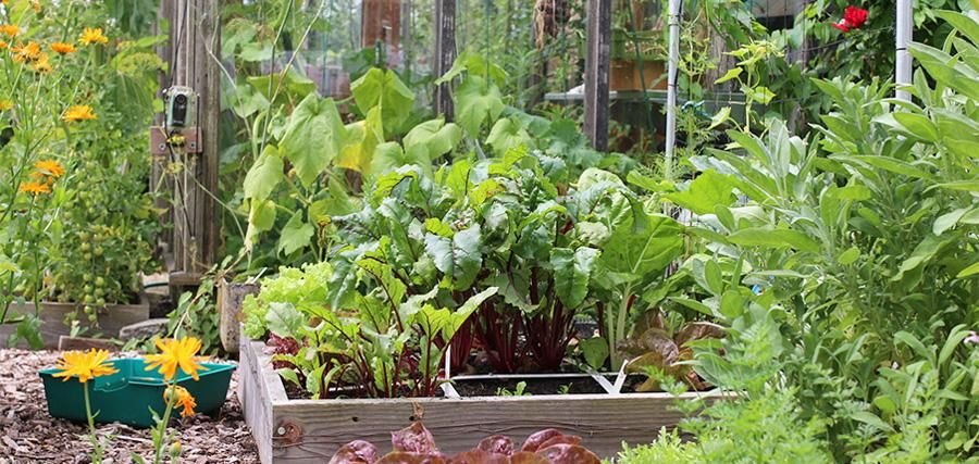 Starten met een Makkelijke Moestuin: van plan tot uitvoering