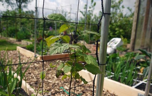 Makkelijke Moestuinbakken in het voorjaar