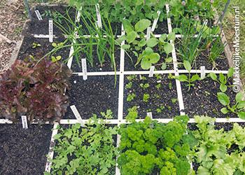Rendabele moestuinbak op 26 mei