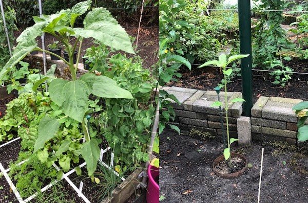 Links de zonnebloem in Makkelijke Moestuin-mix, rechts die in de volle grond