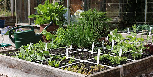 De mega opbrengst moestuinbak op 28 april