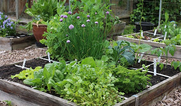 De mega opbrengst moestuinbak op 27 mei