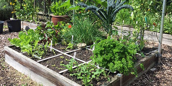 De mega opbrengst moestuinbak op 4 augustus