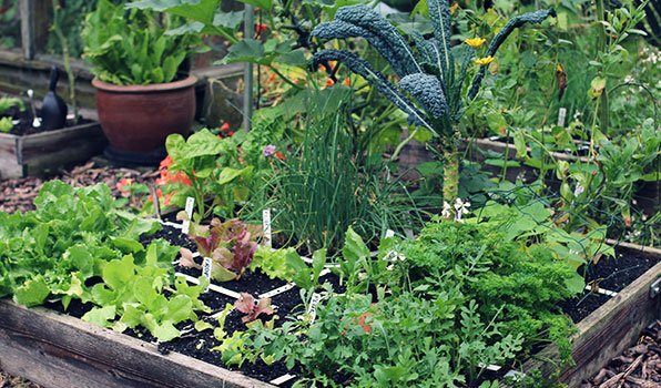 De mega opbrengst moestuinbak op 3 september