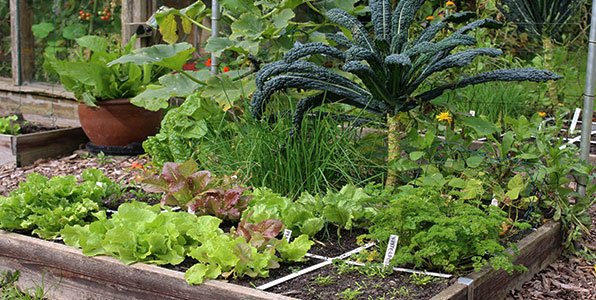 De mega opbrengst moestuinbak op 1 oktober