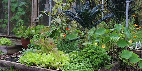 De mega opbrengst moestuinbak op 1 november
