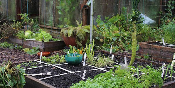 De mega opbrengst moestuinbak op 3 december