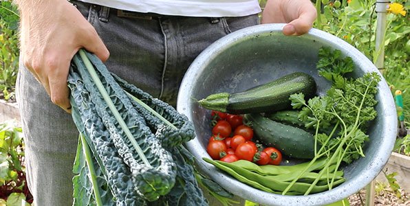 Rondje oogsten uit de moestuinbak