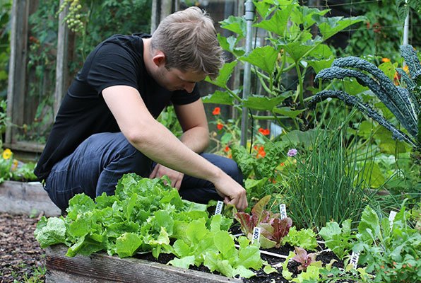 Oogsten uit moestuinbak eind augustus