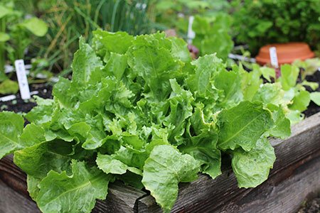 Andijvie in de Makkelijke Moestuin begin september