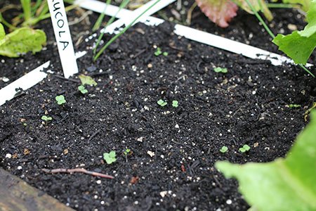 Zaailingen van rucola