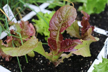 Pluksla in de Makkelijke Moestuin