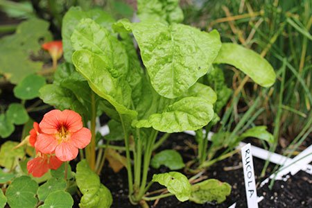 Snijbietplantjes: groot genoeg om van te oogsten