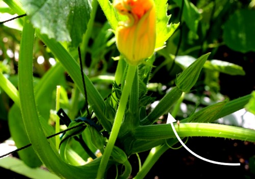 Vrouwelijke bloemknop bij de courgette