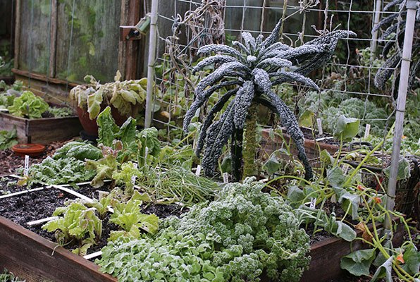 Bevroren moestuinbak eind november