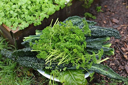 De laatste oogst uit de mega-opbrengst-moestuinbak