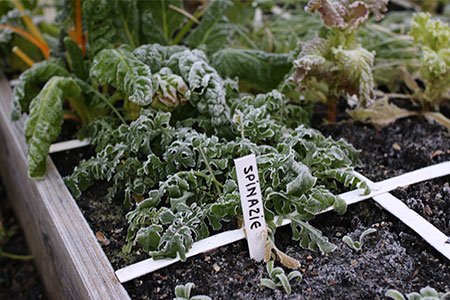 Bevroren spinazie, rucola en snijbiet