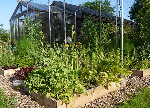 Verwaarloosde moestuinbak na 3 weken vakantie