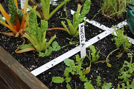 Leeggeplukte rucola en snijbietplantjes