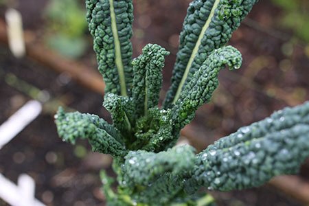 Kaalgeplukte cavolo nero