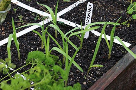 Knoflookplantjes begin december