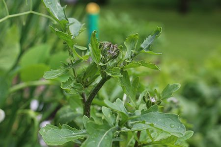 Bloeiende rucola
