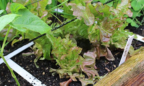 Leeggeplukte slaplantjes