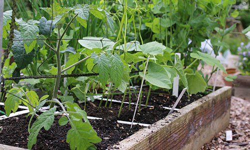 Kerstomaat, snijbonen en courgette bij het klimrek