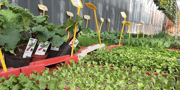 Kleine groenteplantjes in het tuincentrum