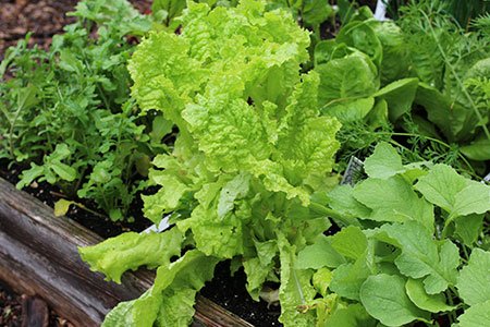 Rucola, pluksla en radijs op de voorste rij