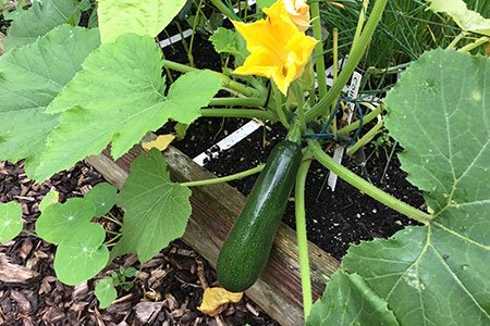De eerste courgette!